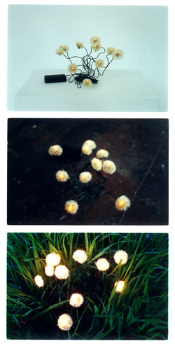 Debbie Lawson, Dandilion Lights